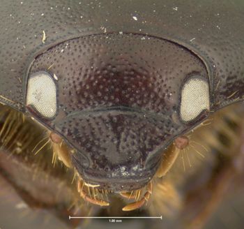 Media type: image;   Entomology 19676 Aspect: head frontal view